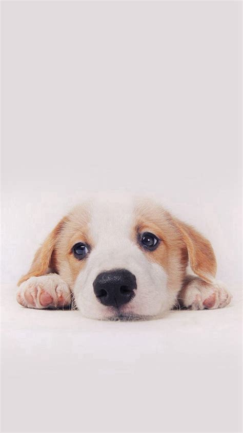 iphone dog wallpaper|free iphone wallpapers for dogs.